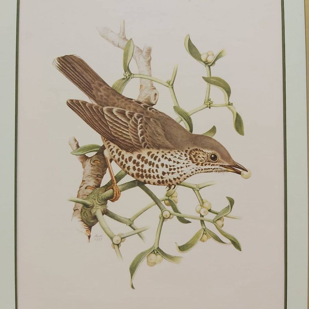 Старинная гравюра птицы латынь